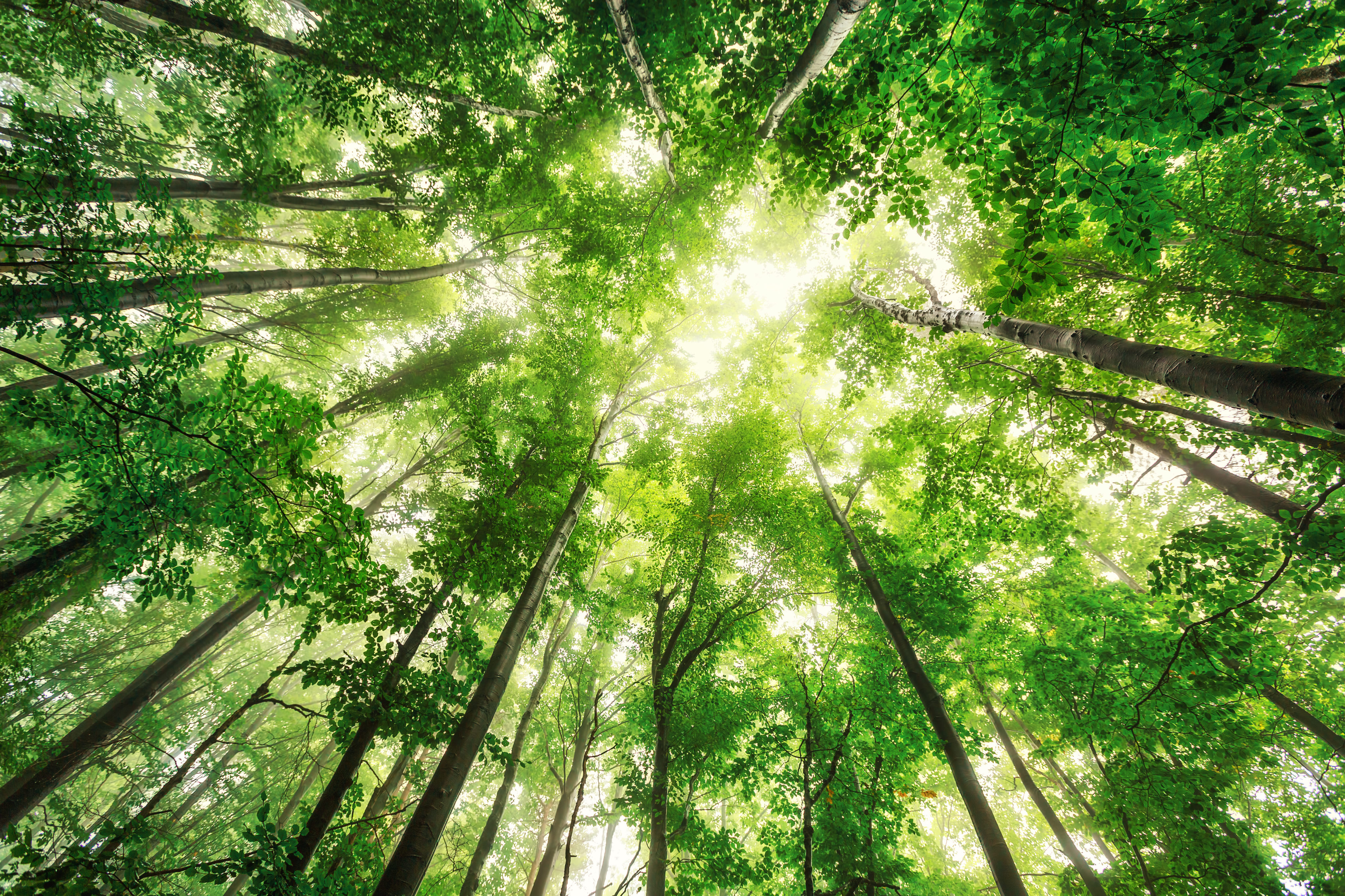Trees photographed from below with sun shining through the leaves